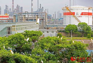 寧波 千只白鷺定居煉化廠 組圖